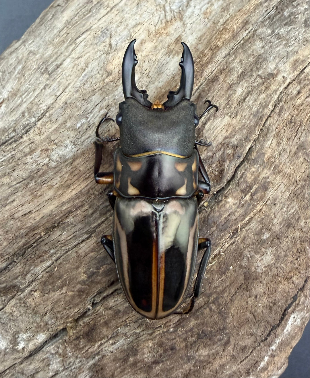 《ゼブラノコギリクワガタ亜種luzonensis 49mm ペア》わたくわ氏ブリード個体