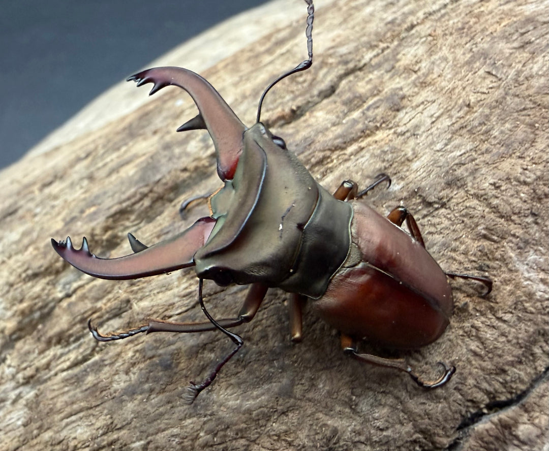 【WF7】《カウピホソアカクワガタ 37mm ♂♀♀トリオ》わたくわ氏ブリード個体