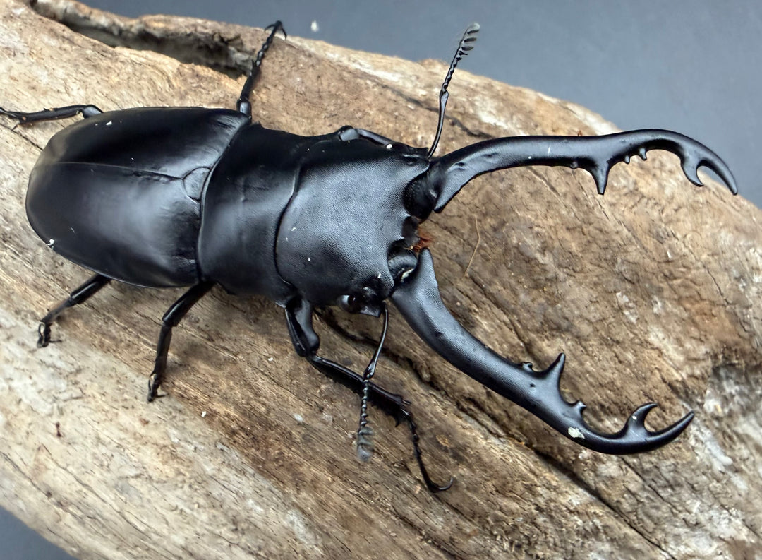 【WD】《 ギラファノコギリ亜種ボロブドゥール 81.5mm ペア》