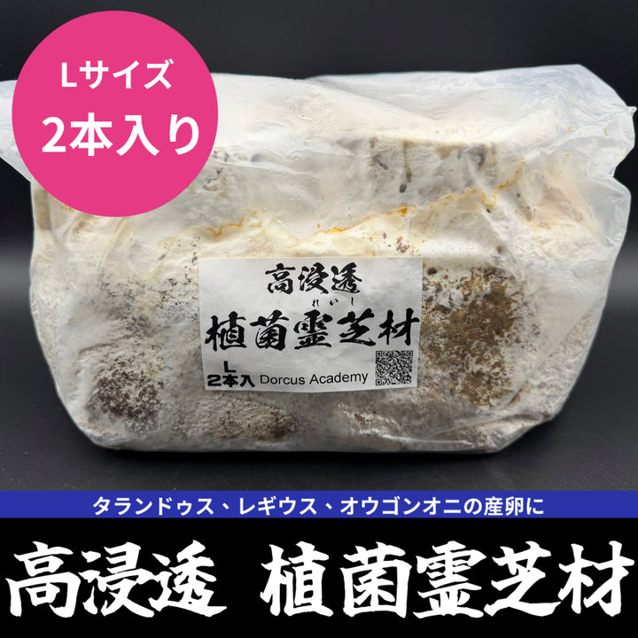 【2本入り】高浸透 植菌霊芝材 Lサイズ