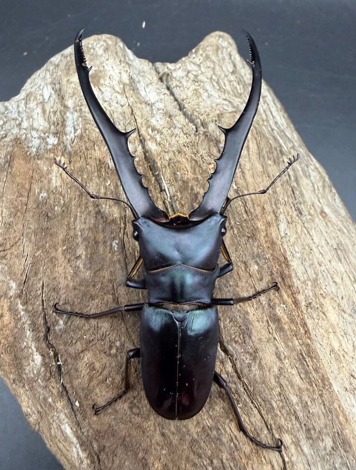 《メタリフェルホソアカ亜種フィナエ パープル系 76.5mm ペア》