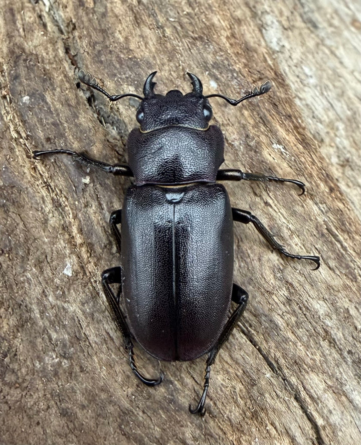 《メタリフェルホソアカ亜種フィナエ パープル系 76.5mm ペア》