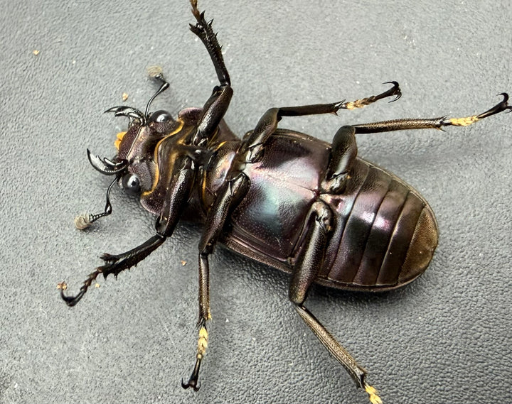 《メタリフェルホソアカ亜種フィナエ パープル系 76.5mm ペア》