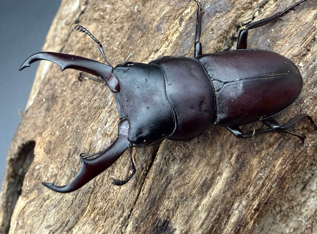 【WF2】《ヤクシマコクワガタ 中甑島産 41mm ペア》くわえぶろぐ氏ブリード個体