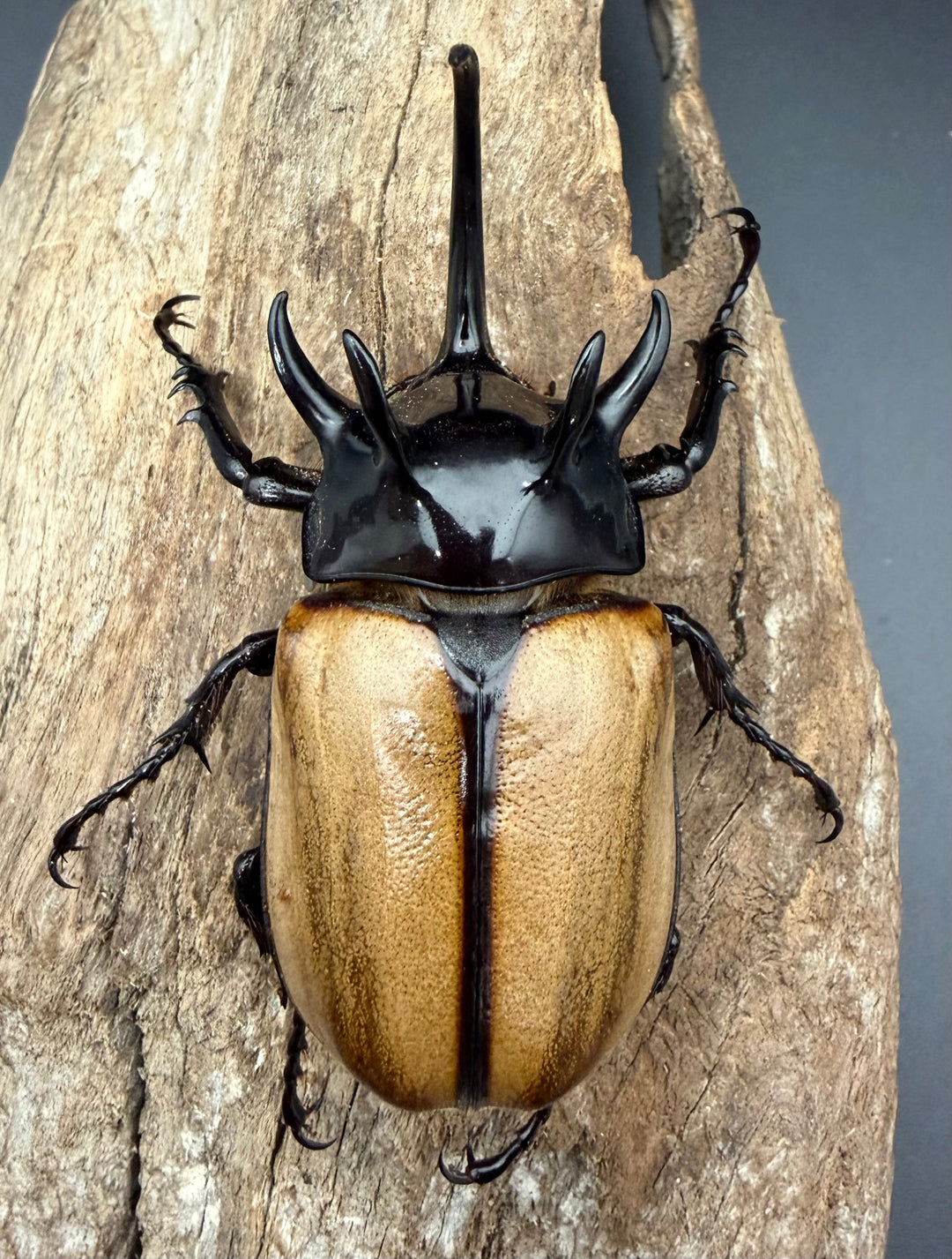【WD】《ゴホンツノカブト原名亜種 ラオス産 83.5mm ペア》