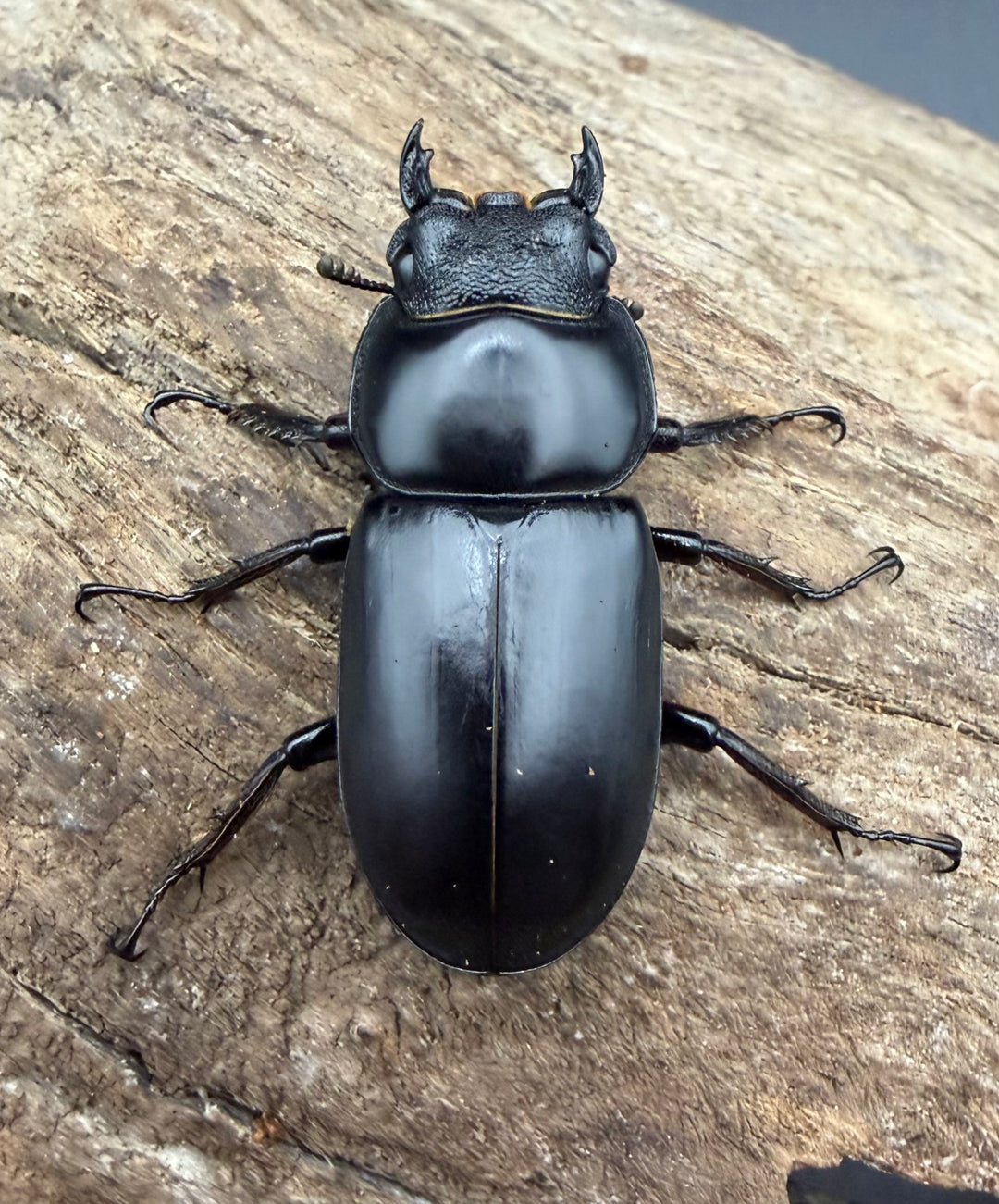 【WD】《アンタエウスオオクワ原名亜種 メトク産 40mm ♀単》