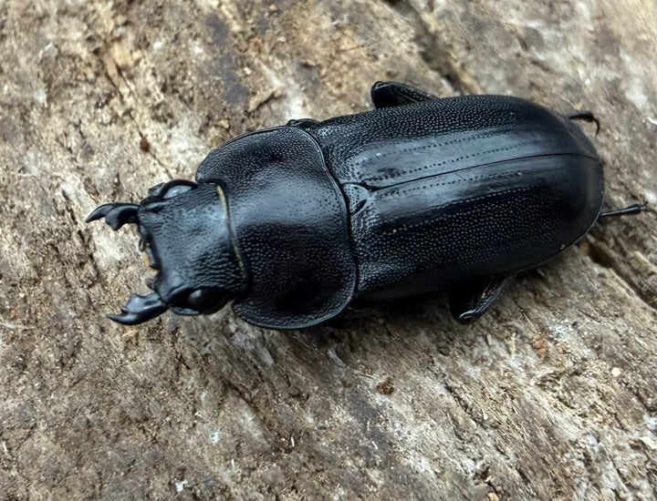 【WD】《ヒャンコクワガタ メトク産 27mm ♂♀♀トリオ》