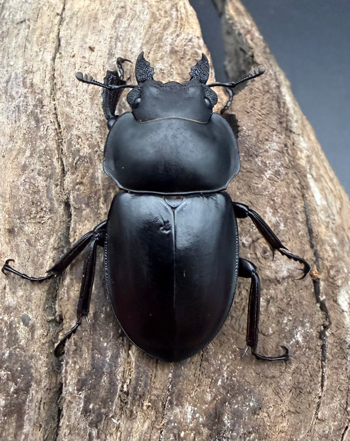 【WD】《ドロマルバネクワガタ 南投県産 37.5mm ペア》