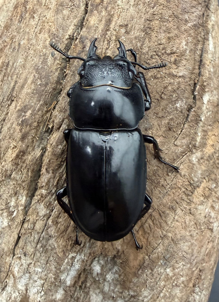 【WD】《セアカフタマタ（パリーフタマタ） 80mm ペア》