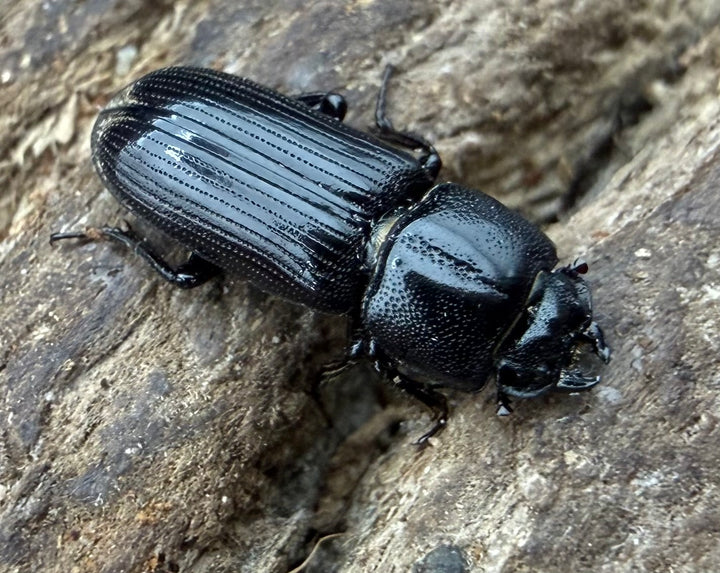 【WD】《サメハダチビクワガタ 11mm ペア》