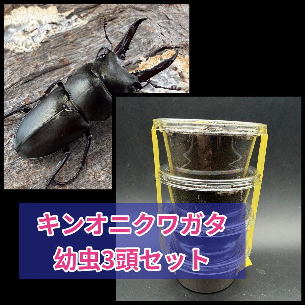 WF4】《キンオニクワガタ 幼虫3頭セット》くわえぶろぐ氏ブリード個体