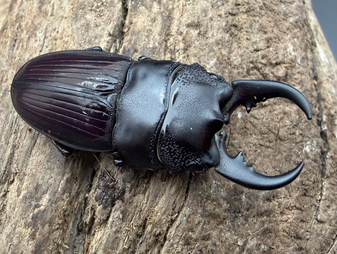 【WF4】《アクミナートゥスネブト亜種cicatricosus 36mm ペア》