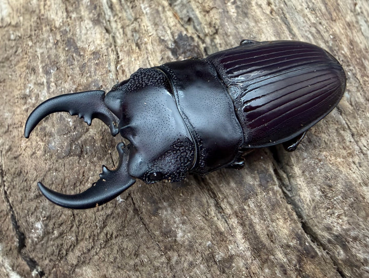 【WF4】《アクミナートゥスネブト亜種cicatricosus 36mm ペア》