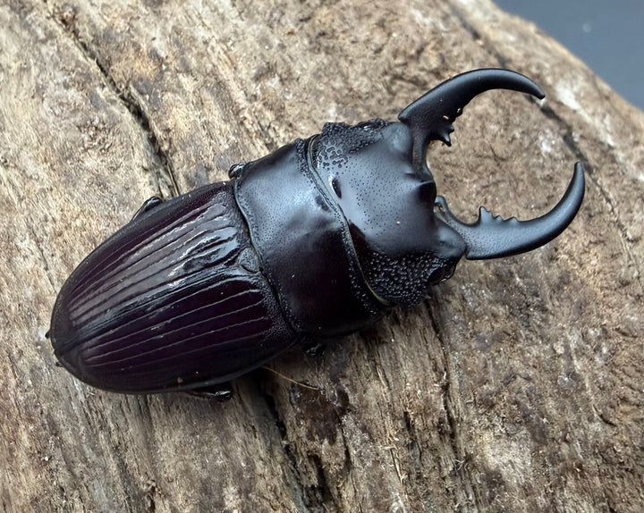 【WF4】《アクミナートゥスネブト亜種cicatricosus 36mm ペア》