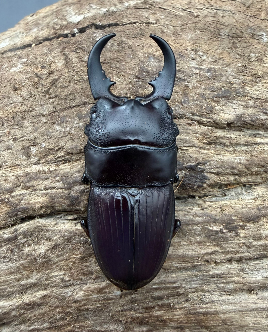 【WF4】《アクミナートゥスネブト亜種cicatricosus 36mm ペア》