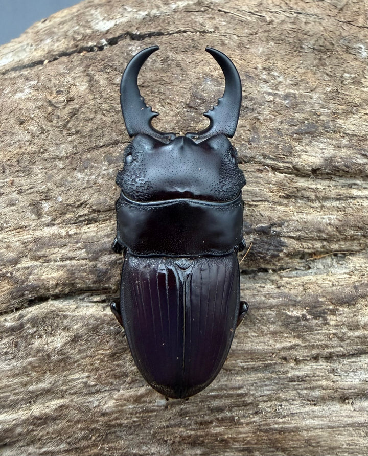 【WF4】《アクミナートゥスネブト亜種cicatricosus 36mm ペア》