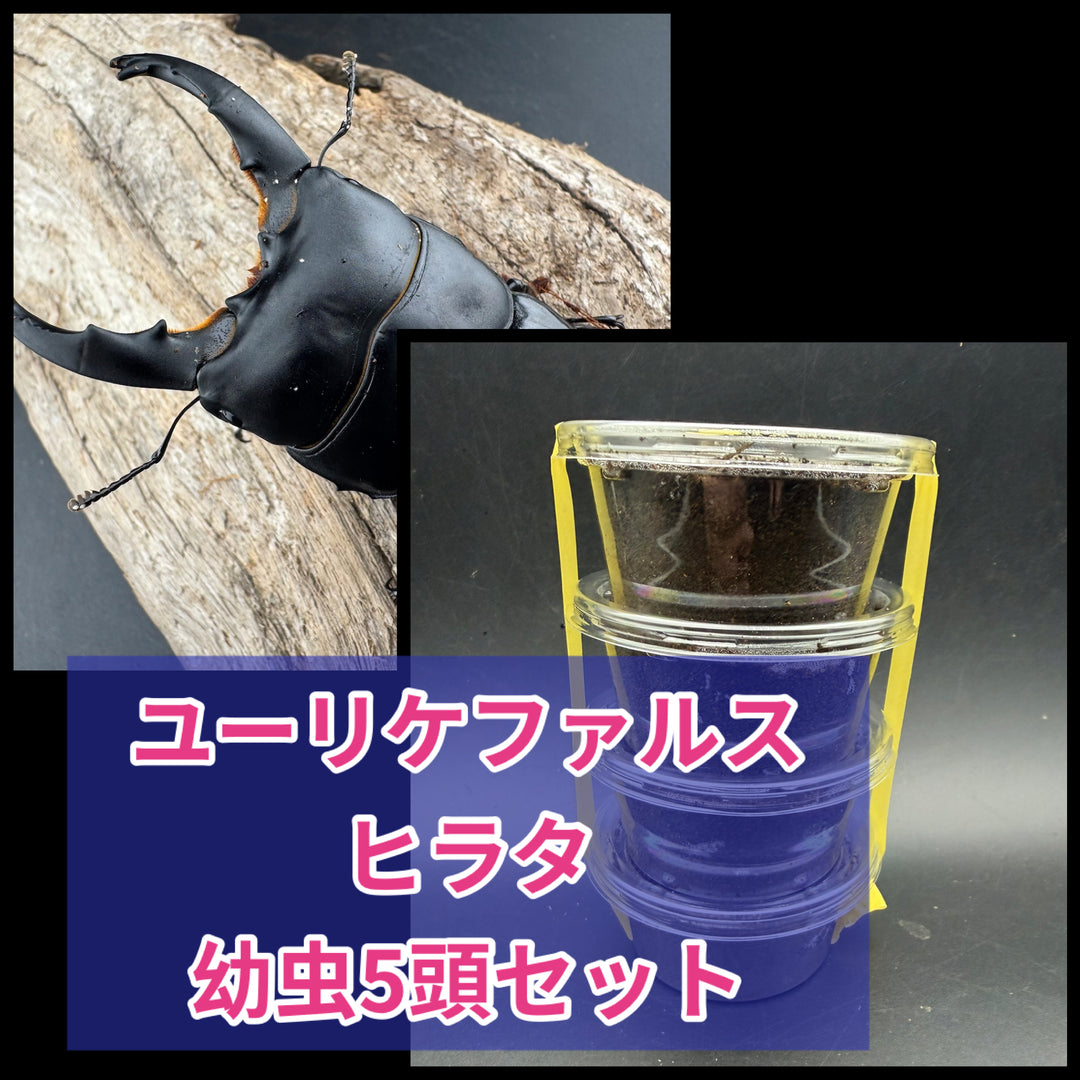 《ユーリケファルスヒラタ 幼虫5頭セット》