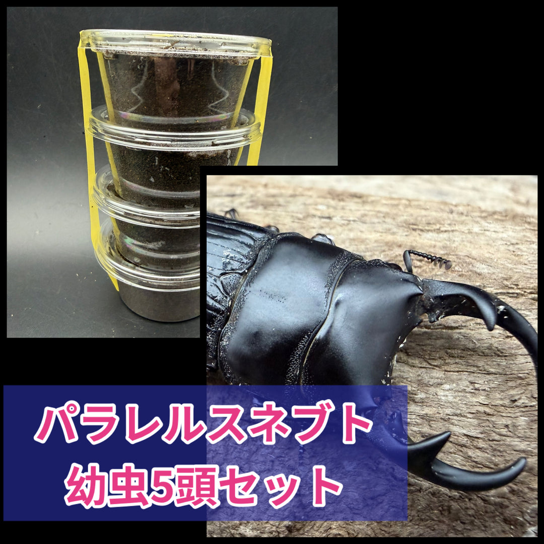 《パラレルスネブト 幼虫5頭セット》