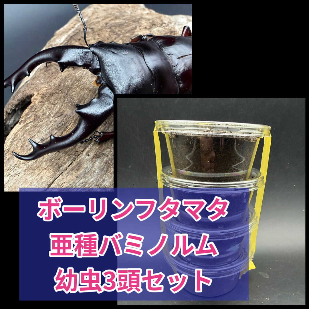 《ボーリンフタマタ亜種バミノルム 幼虫3頭セット》