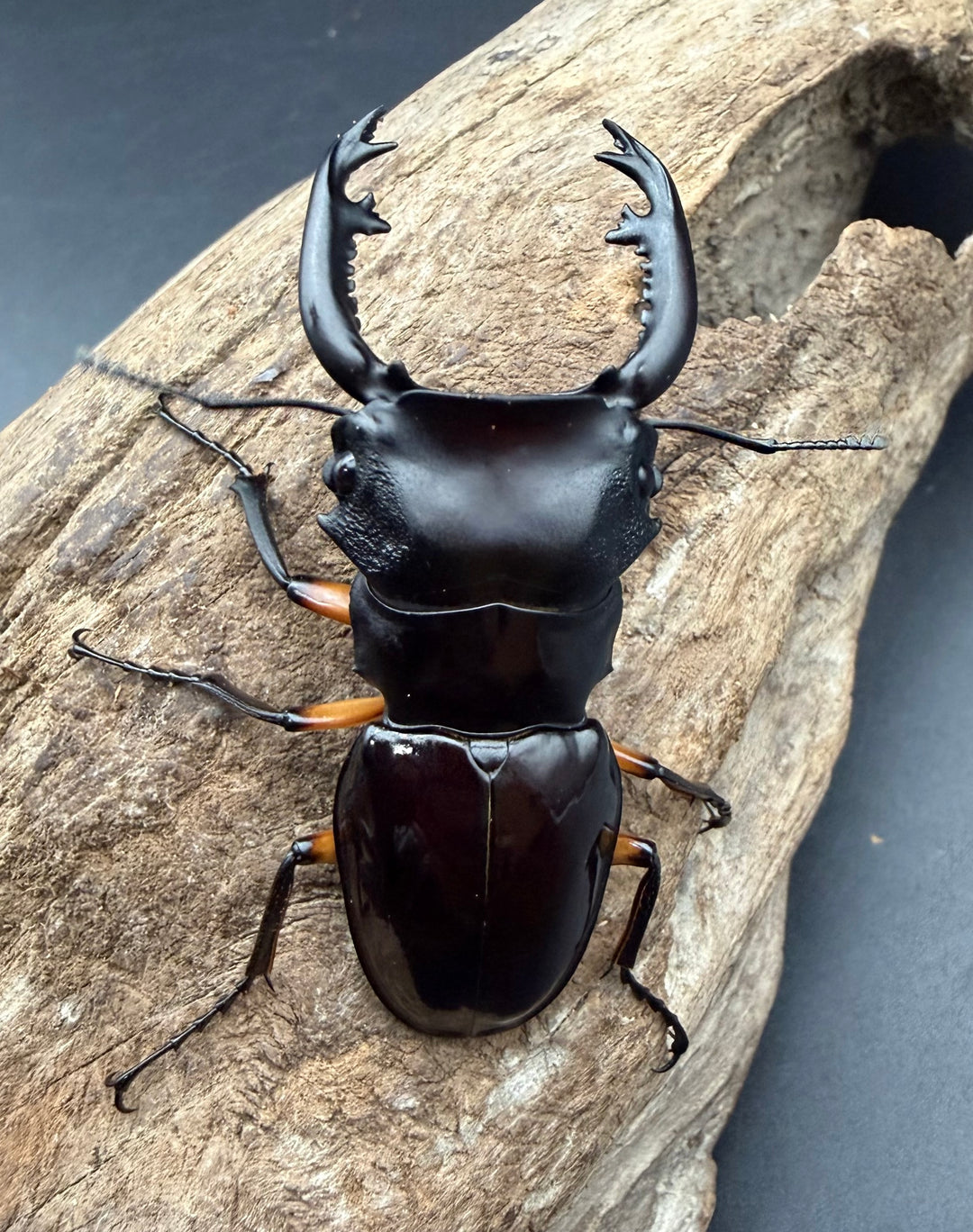 【WD】《インペリアリスツヤ亜種komorii ガントン産 60.5mm ペア》