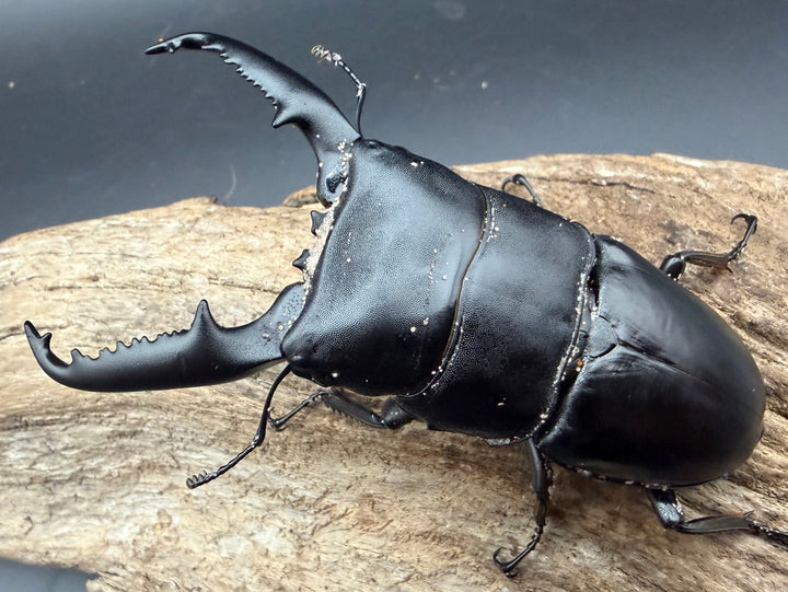 【WD】《パラワンオオヒラタ ガントン産 96mm ペア》