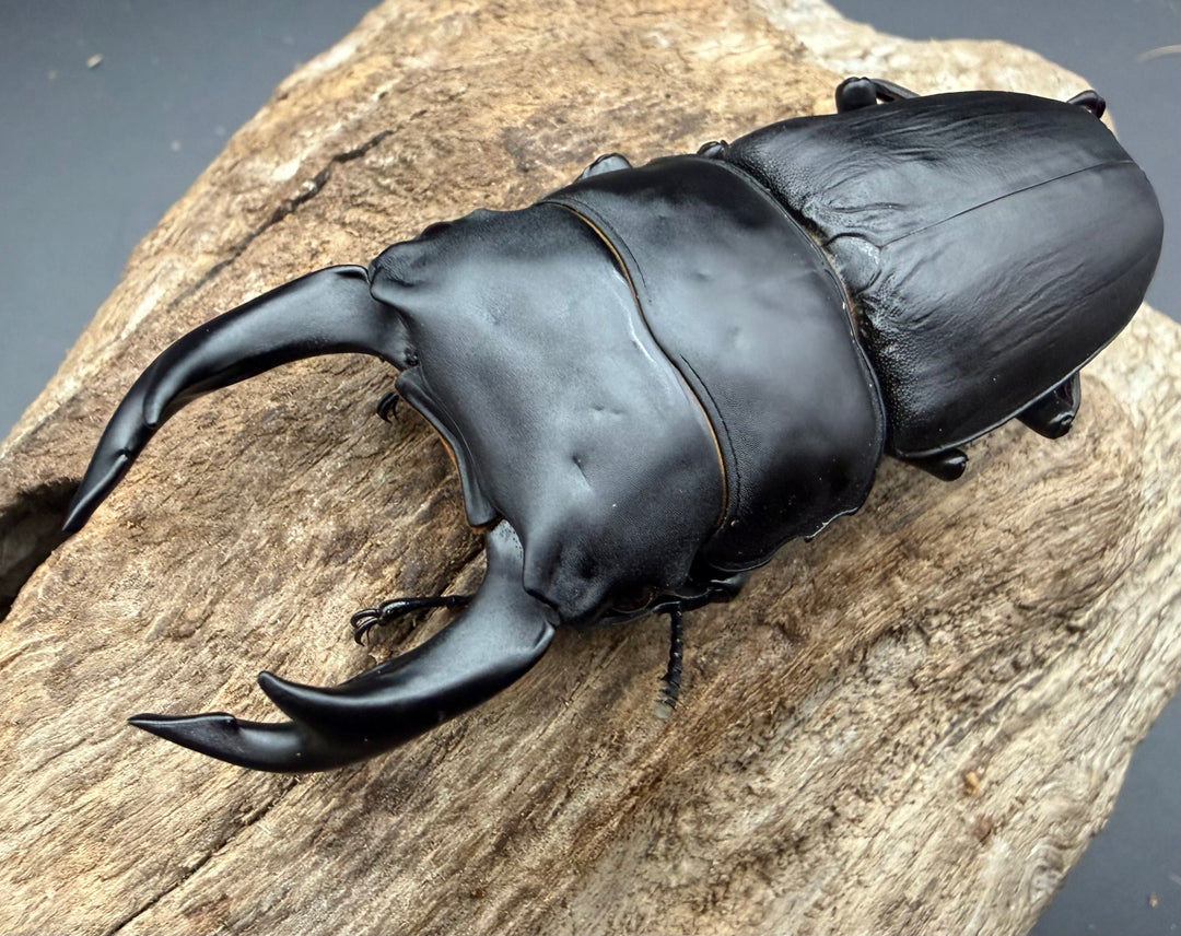 《オオクワガタ 久留米血統 79.5mm ペア》