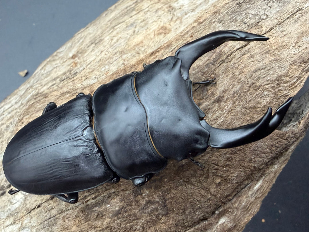 《オオクワガタ 久留米血統 79.5mm ペア》