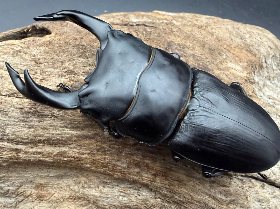 《オオクワガタ 久留米血統 79.5mm ペア》