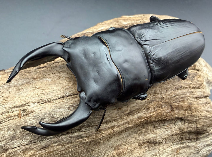 《オオクワガタ 久留米血統 84.5mm ペア》