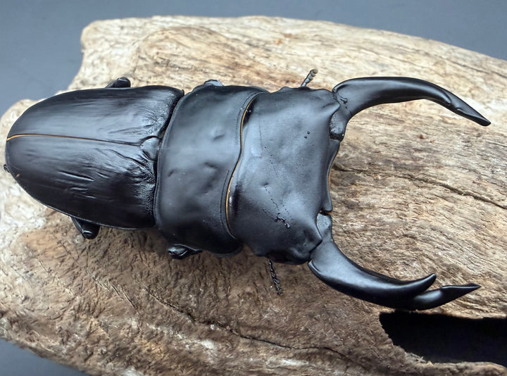 《オオクワガタ 久留米血統 84.5mm ペア》