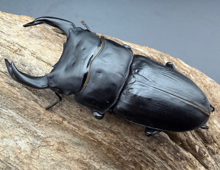 《オオクワガタ 久留米血統 84.5mm ペア》