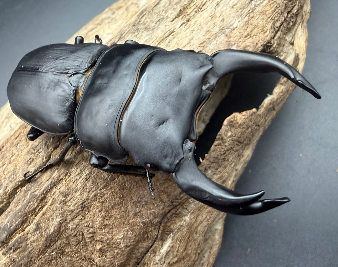 《オオクワガタ 久留米血統 80mm ペア》
