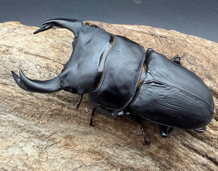 《オオクワガタ 久留米血統 80mm ペア》