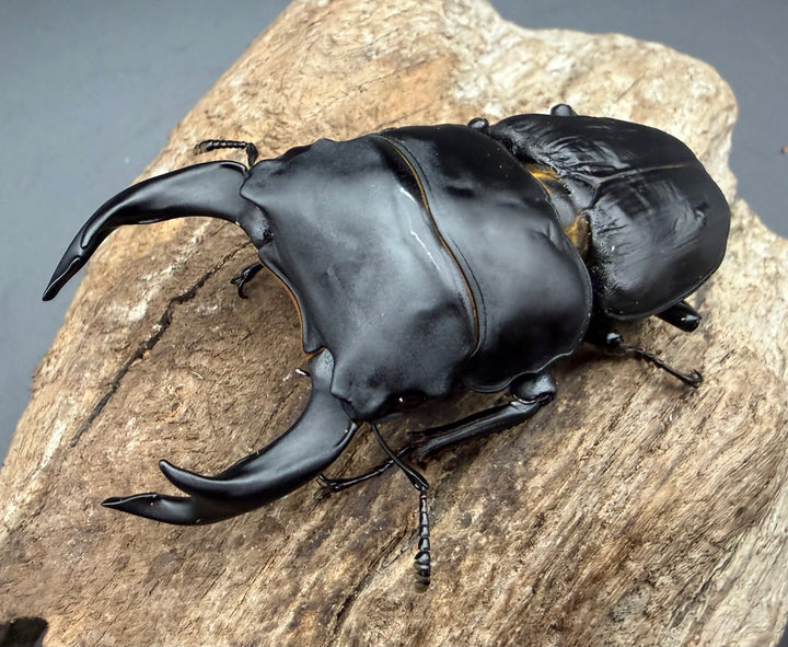 《オオクワガタ 久留米血統 79.5mm ペア》