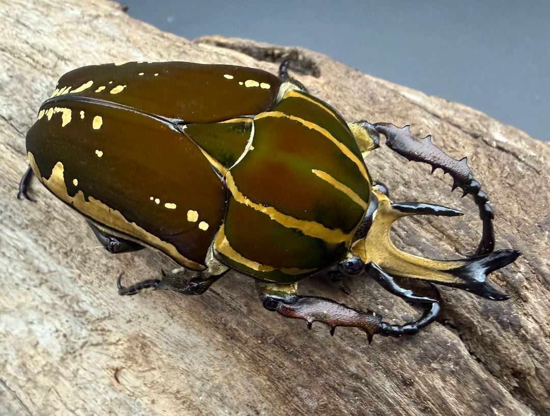 《ポリフェムスオオツノカナブン 61.5mm ペア》