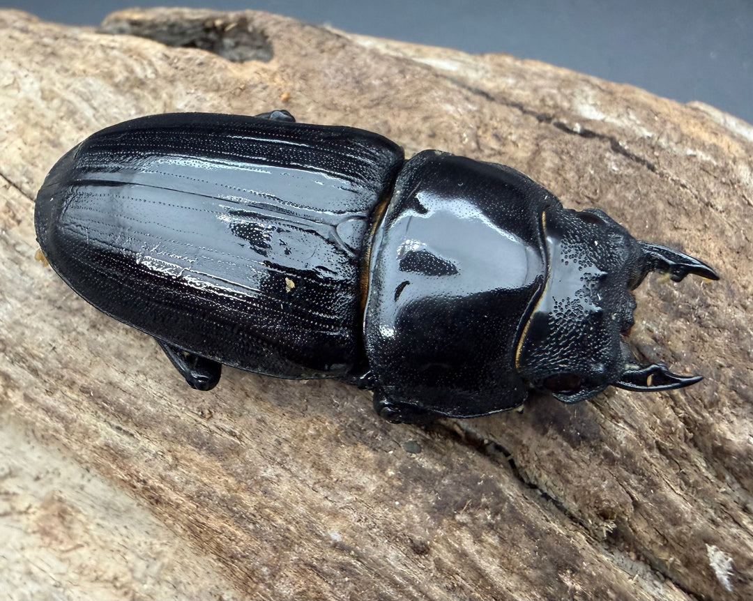 《オオクワガタ 久留米血統 51mm ♀単》