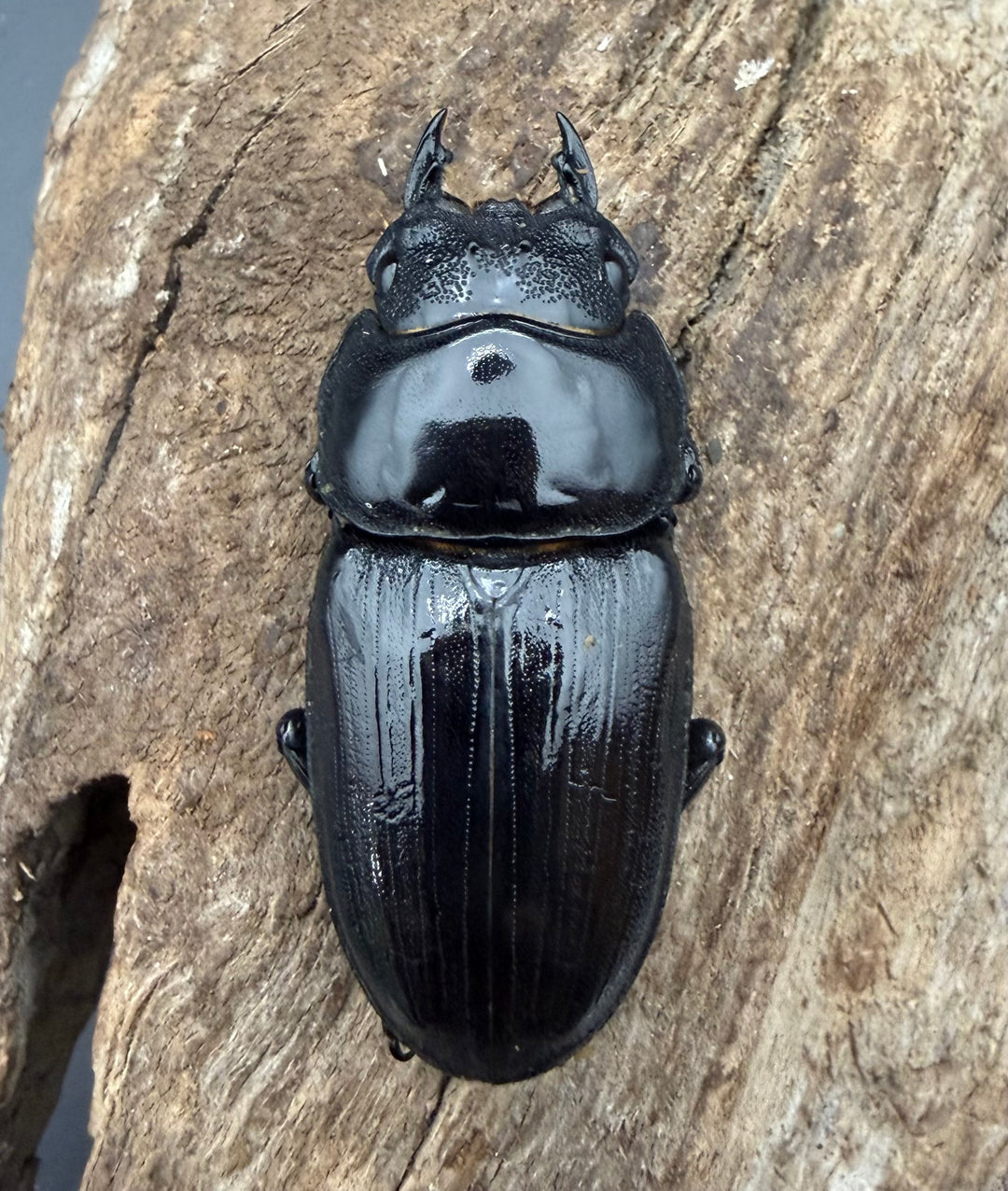 《オオクワガタ 久留米血統 51mm ♀単》