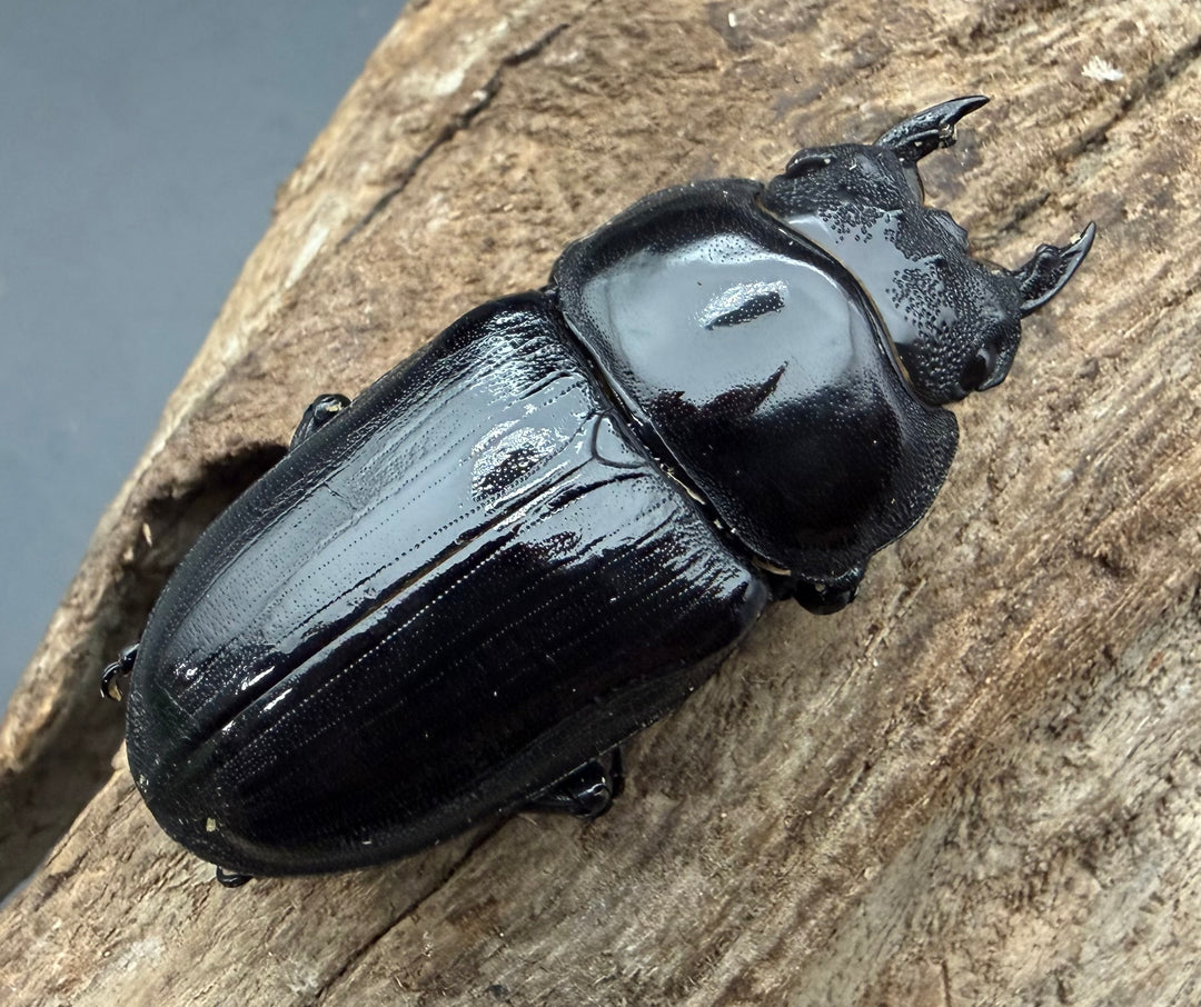 《オオクワガタ 久留米血統 51mm ♀単》