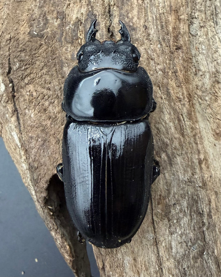 《オオクワガタ 久留米血統 51mm ♀単》