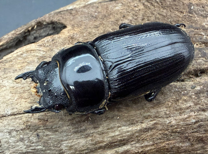 《オオクワガタ 久留米血統 44.5mm ♀単》
