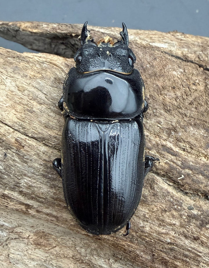 《オオクワガタ 久留米血統 44.5mm ♀単》