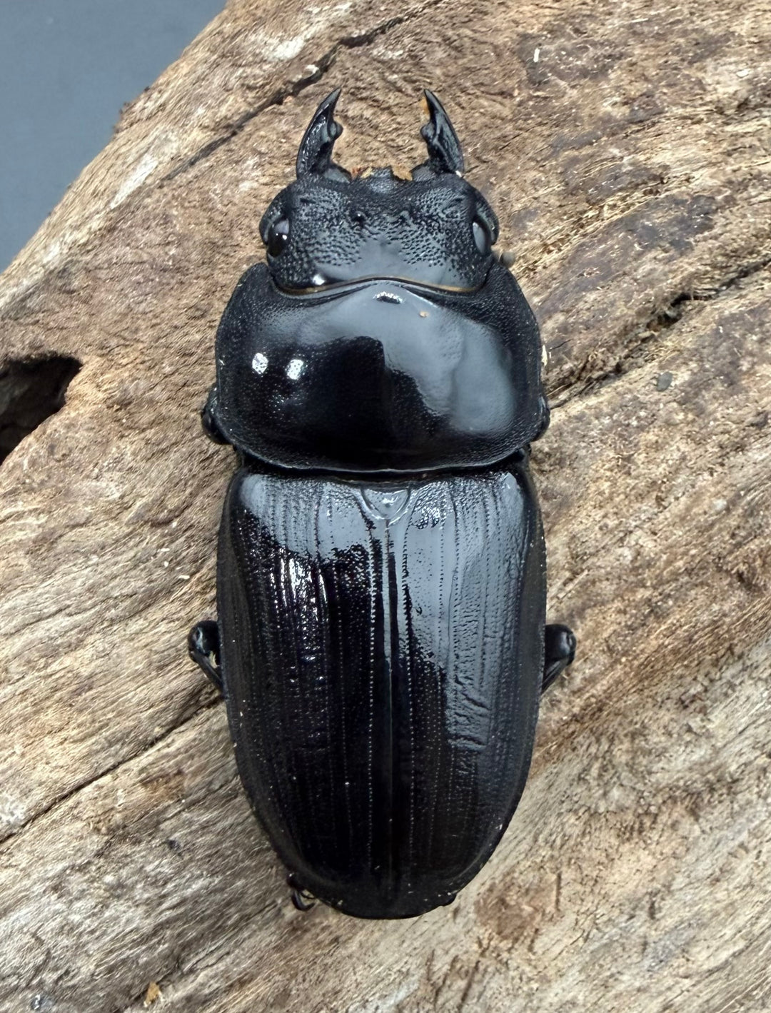 《オオクワガタ 久留米血統 50mm ♀単》