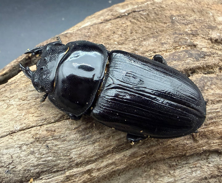 《オオクワガタ 久留米血統 52mm ♀単》