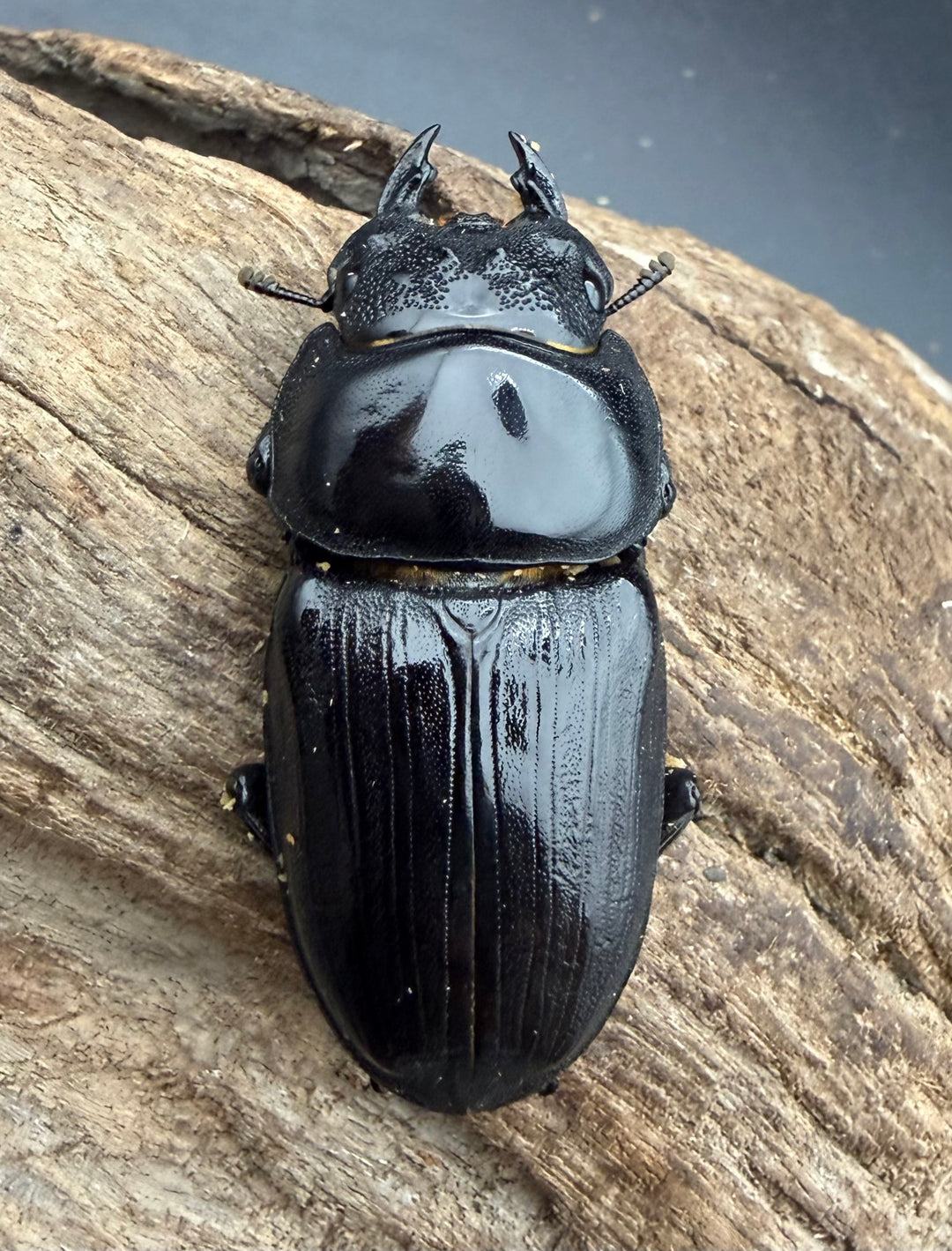 《オオクワガタ 久留米血統 52mm ♀単》