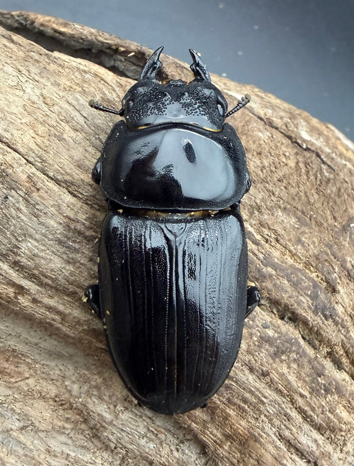 《オオクワガタ 久留米血統 52mm ♀単》