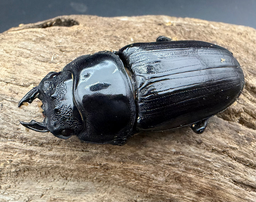《オオクワガタ 久留米血統 52.5mm ♀単》