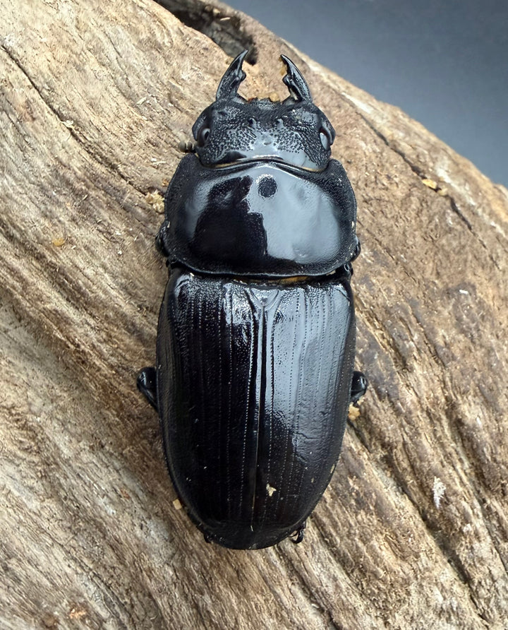 《オオクワガタ 久留米血統 52.5mm ♀単》