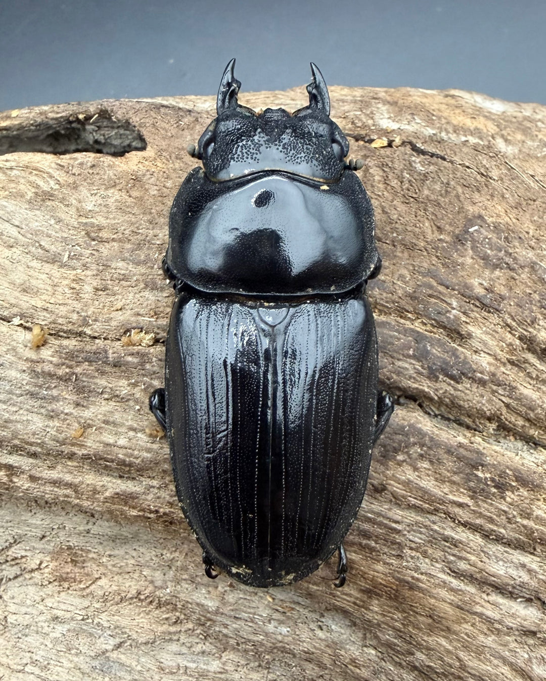 《オオクワガタ 久留米血統 52.5mm ♀単》