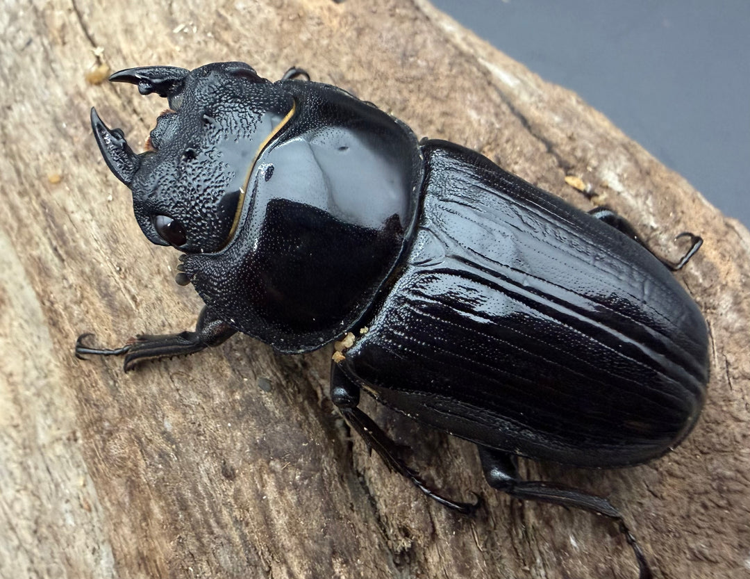 《オオクワガタ 久留米血統 51mm ♀単》