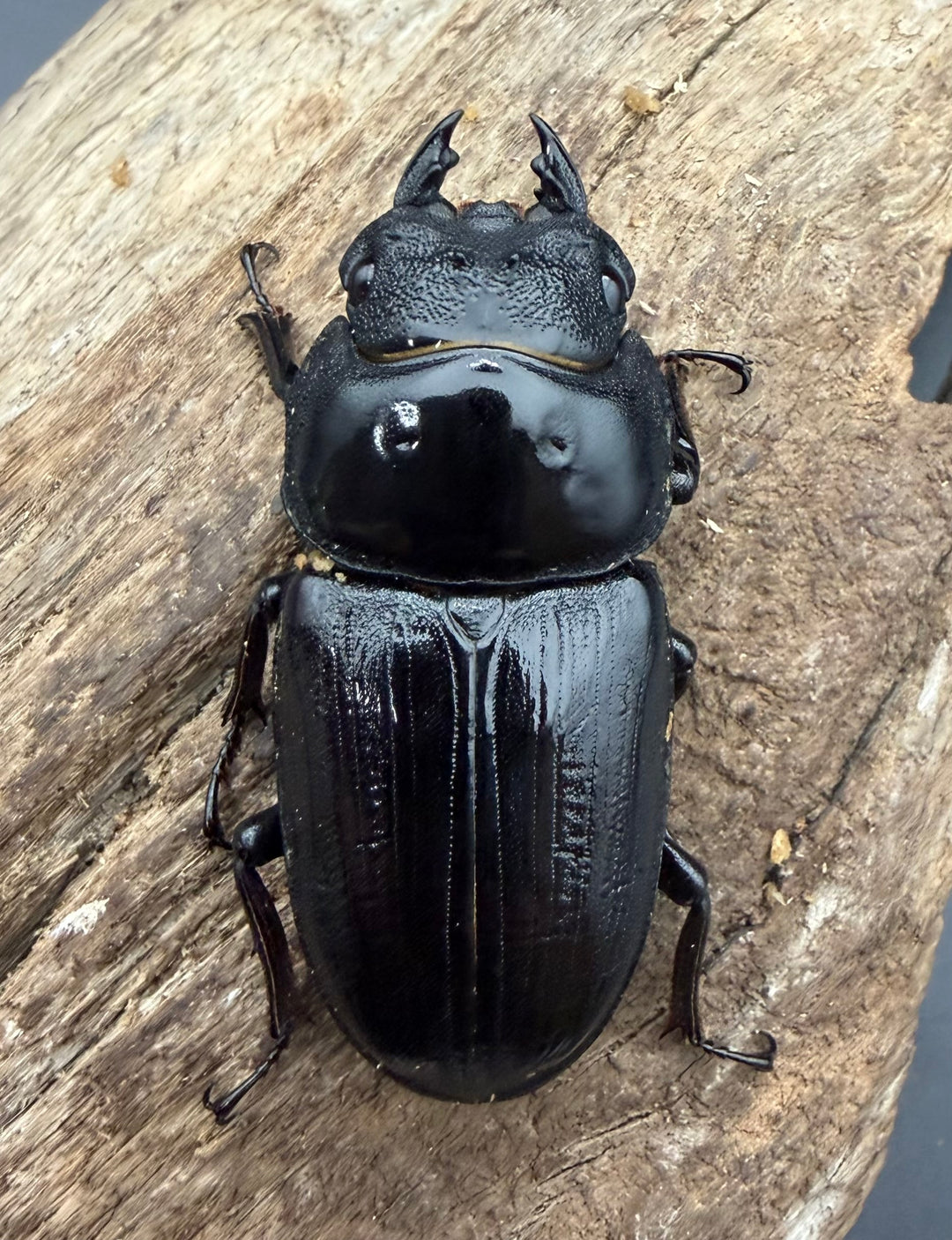 《オオクワガタ 久留米血統 51mm ♀単》